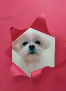 1775103009402_copy_1874x2585_1