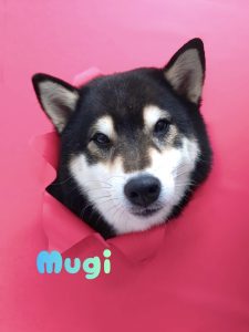 1775282439903_copy_2769x3693