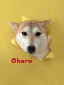 1775437308694_copy_3037x4049