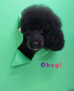 1775564159186_copy_2304x2844