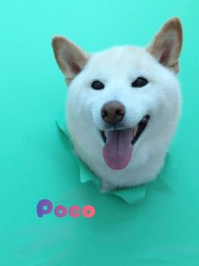 1776069999150~2_copy_2216x2954