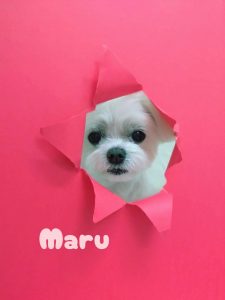 1776070004064_copy_3072x4096