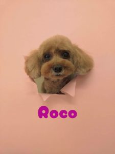 1776170537683_copy_3072x4096