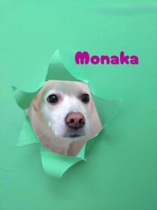 1776170541941_copy_2948x3930