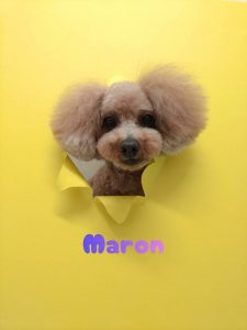 1776170544189_copy_3072x4096