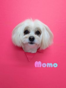 1776427388517_copy_2952x3936