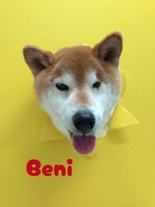 1776515002742_copy_2450x3267