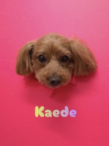 1776515013897_copy_2525x3367