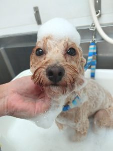 20251031_093803_copy_2700x3600