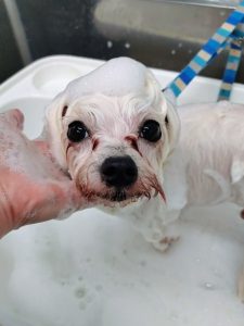 20251127_095543~2_copy_2530x3373_1