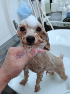 20251127_144146_copy_2650x3534_1