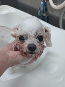 20251216_163221_copy_2945x3927