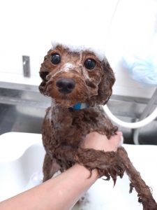 20251219_182135_copy_2827x3769