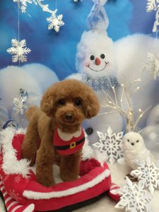 20251220_162136(1)_copy_1976x2634