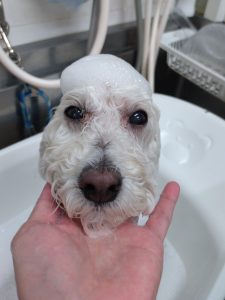 20251220_165115_copy_2546x3394_1