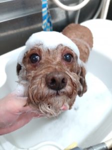 20251229_175200_copy_2776x3701