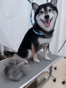 20260124_161915_copy_2867x3823