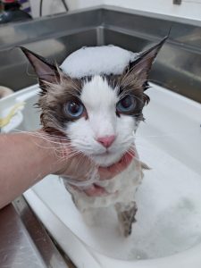 20260127_161150_copy_3516x4688