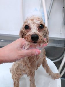 20260129_164105_copy_2662x3549_1