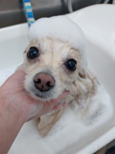 20260202_085443_copy_2638x3517