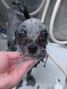 20260205_142736_copy_2433x3245