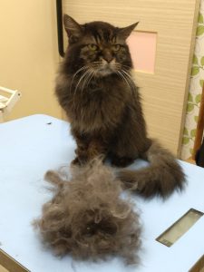 20260206_114140(1)_copy_1728x2304_1