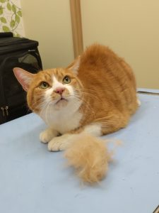 20260206_115126_copy_1760x2346_1