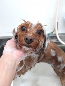 20260206_123832_copy_2727x3636