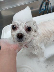 20260213_162026_copy_4903x6538