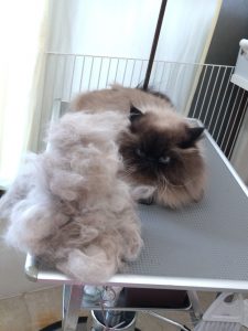 20260214_123206_copy_1762x2350