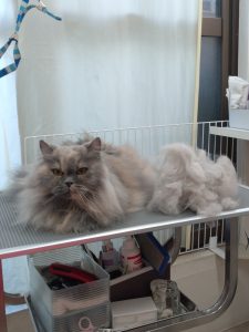 20260219_090900_copy_1652x2202