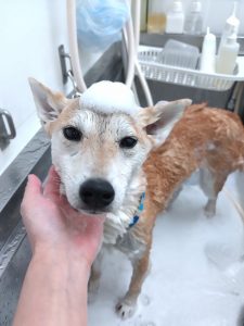 20260309_153838~2_copy_2785x3713