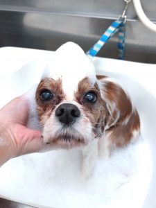 20260317_165321_copy_2774x3698