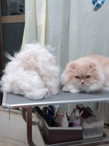 20260324_181954_copy_1944x2592