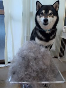 20260404_123056_copy_2499x3332