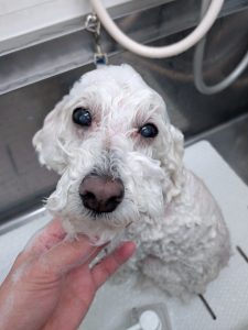 20260411_172423_copy_2479x3305