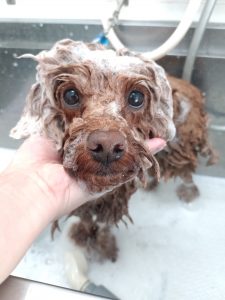 20260417_105144_copy_2894x3859