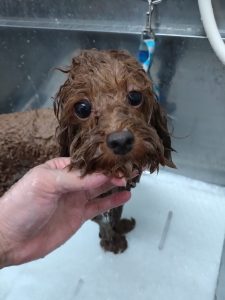 20260420_173735_copy_2498x3330