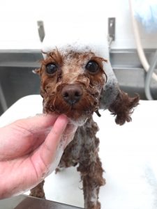 20260423_172648_copy_3019x4024