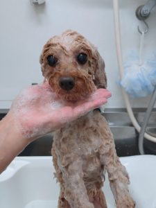 20260424_172132_copy_2515x3353_1