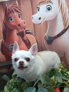 DSC_0000_BURST20251129102058112_COVER_copy_2115x2820