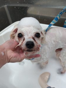 DSC_0000_BURST20251225094156572_COVER_copy_2527x3370