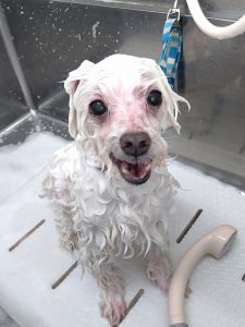 DSC_0000_BURST20260328094008853_COVER~3_copy_2273x3031