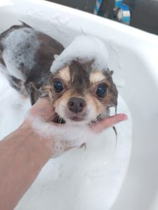 DSC_0001_BURST20251028084559045_copy_2630x3506