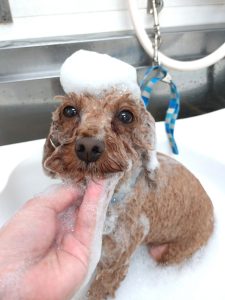 DSC_0001_BURST20251118165153109_copy_2700x3600