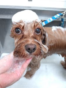 DSC_0001_BURST20260407102829332_copy_2700x3600_1