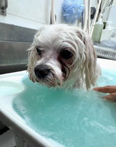 IMG_0212