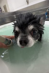 IMG_0515