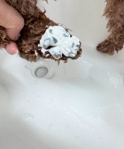 IMG_4027