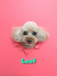 InShot_20260424_212420140_copy_3072x4096